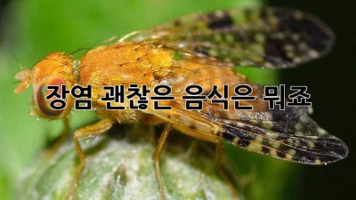 장염, 괜찮은 음식은 뭐죠?